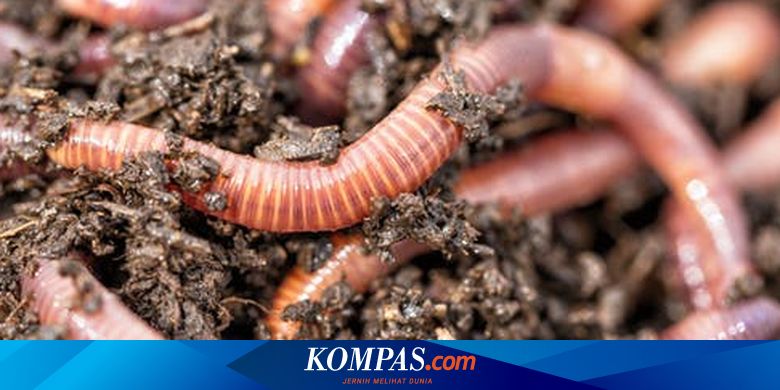 Musim Hujan Banyak Cacing Cegah Dengan 3 Cara Ini Halaman All Kompas Com