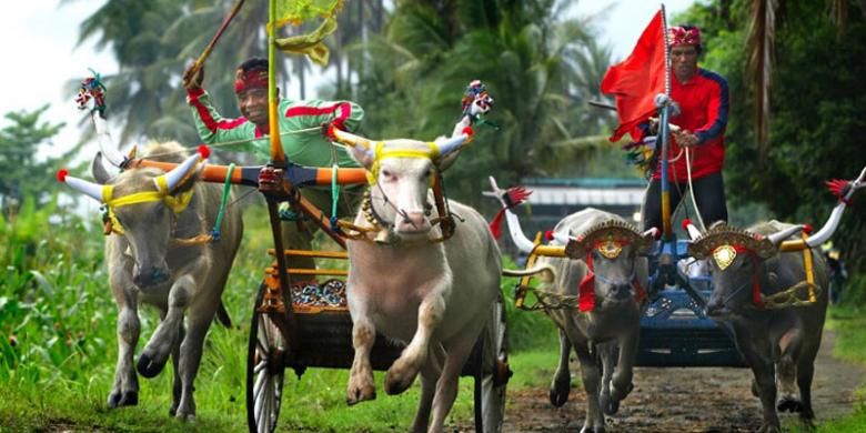 Sang joki memecut kerbau dengan sebuah tongkat selama berpacu di atas lintasan selebar 2 meter dalam atraksi Makepung di Kabupaten Jembrana, Bali.