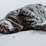 Ingin Pelihara Kucing Jalanan? Perhatikan Dulu 5 Hal Ini