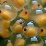 Contoh Hewan yang Mengalami Fertilisasi Eksternal