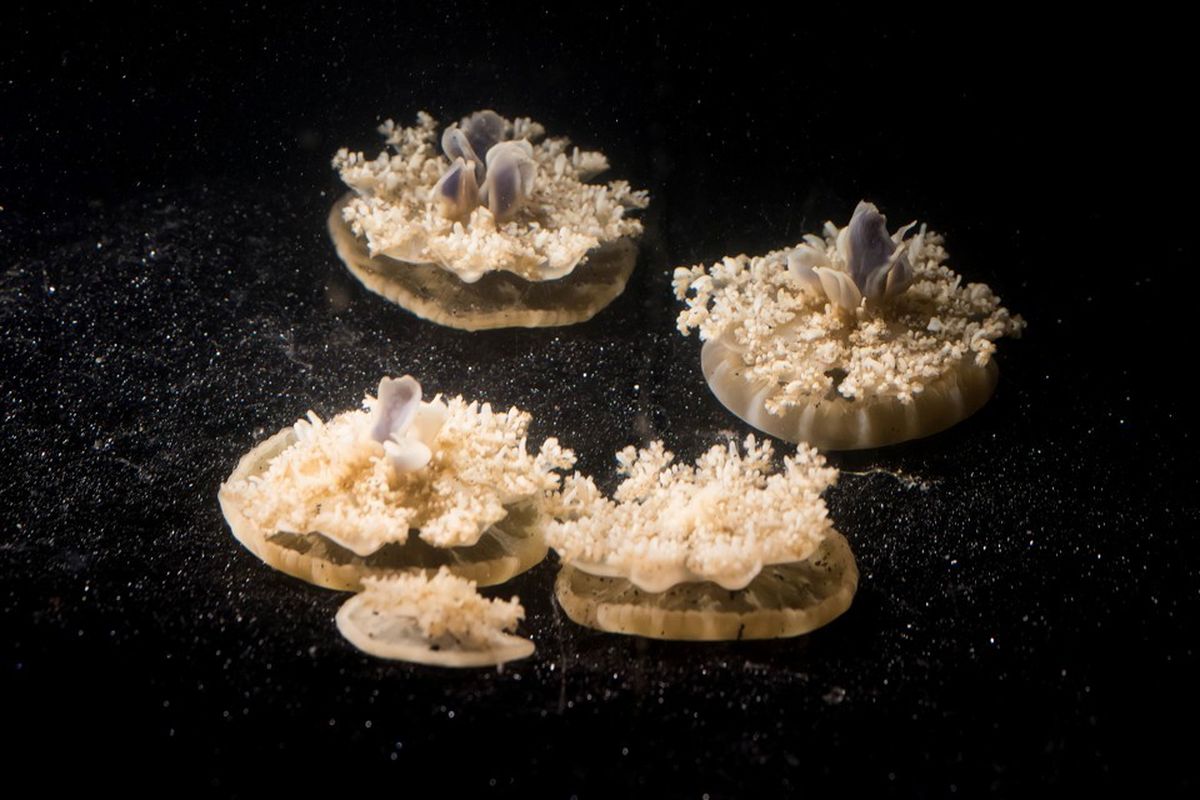 Ubur-ubur Cassiopea di dasar tangki akuarium di Caltech, Pasadena, California, AS
