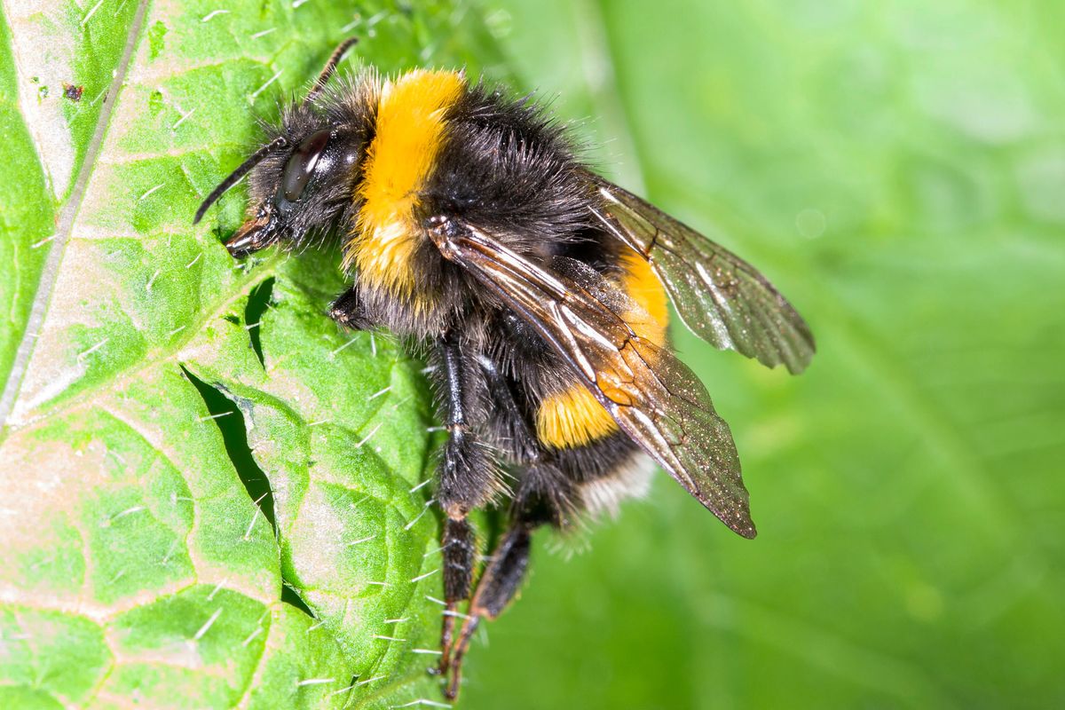 Lebah bumblebee (Bombus terrestris) melukai daun tanaman.