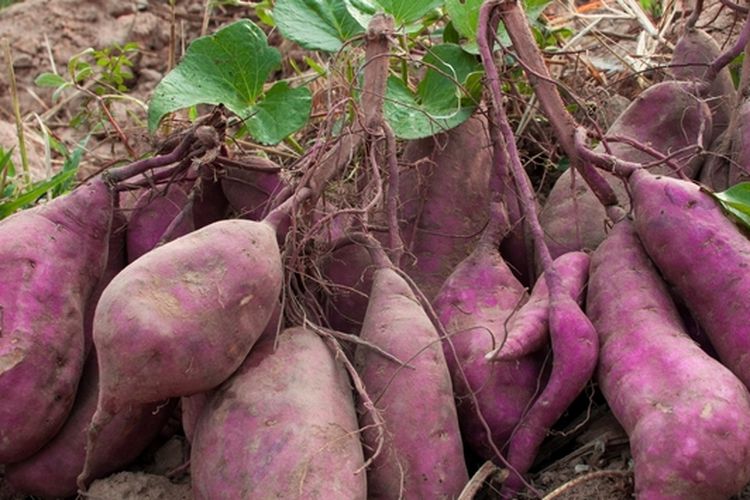 Ilustrasi menanam ubi jalar