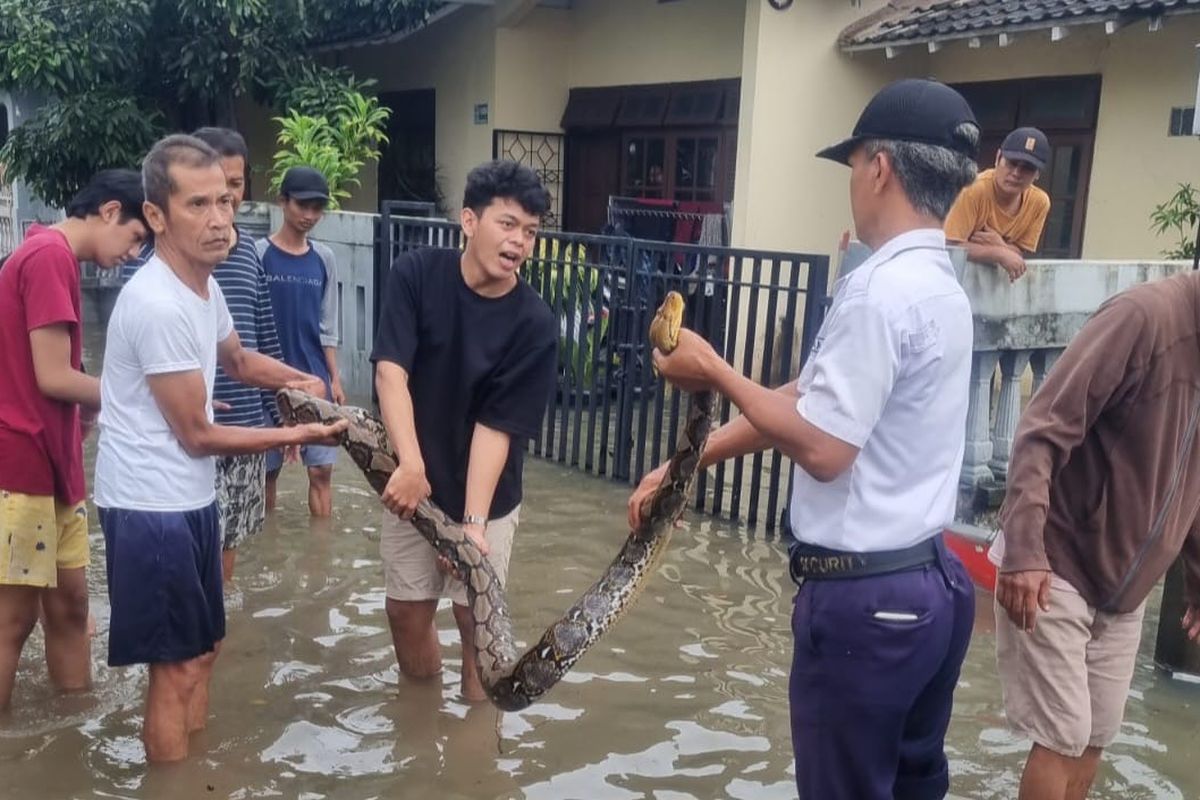 Warga Tangerang Digigit Ular Sanca yang Masuk Permukiman Saat Banjir