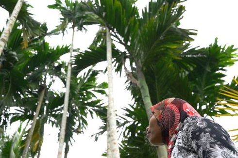 Cerita Siti Hajar Panjat 60 Pohon Pinang Sehari untuk Hidupi Keluarga, Diupah Rp 2.000 Per Pohon
