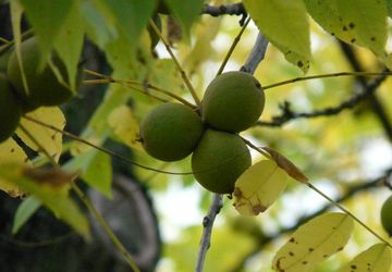Menikmati Renyahnya Potensi Kenari Ternate
