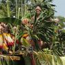 Danau Sentani dan Legenda Penunggang Naga di Papua