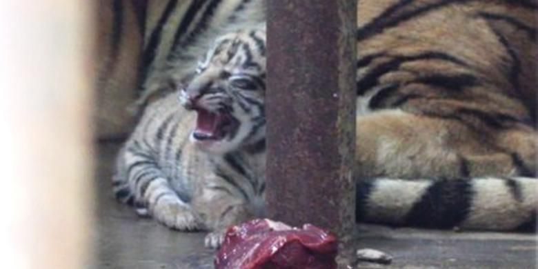 Satu ekor anak harimau Sumatera (phantera tigris sumatrae) lahir di Taman Margasatsa Medan atau Medan Zoo