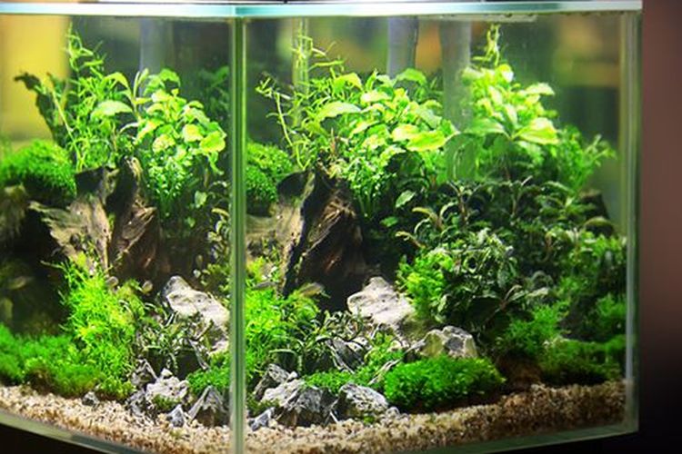 Ilustrasi akuarium ikan.