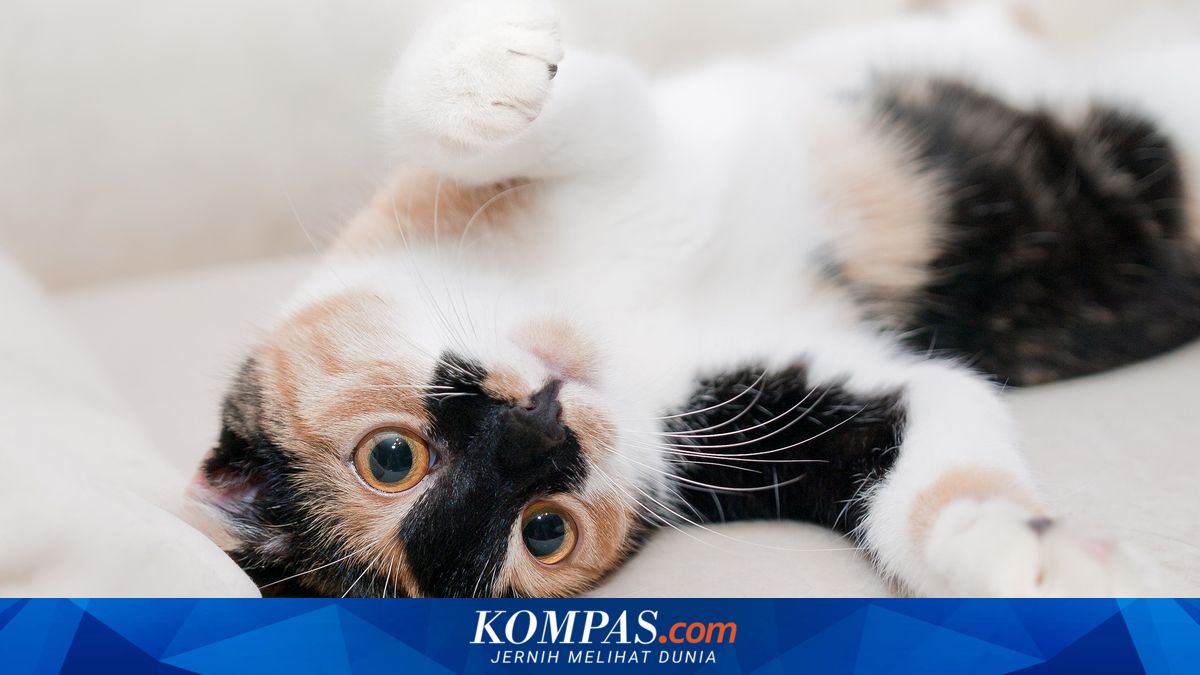 Penyebutan Kucing dalam Beragam Bahasa di Dunia