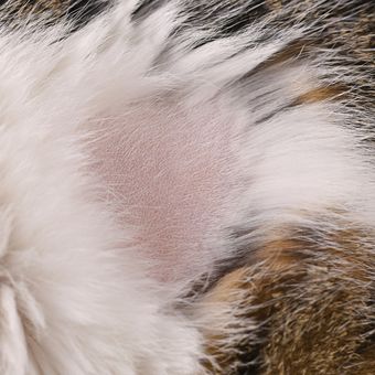 Ilustrasi bald spot atau kebotakan pada area bulu kucing. 