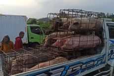Sopir Diduga Mengantuk, Truk Bermuatan Babi Terguling di Tol Jagorawi