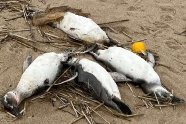 Penguin Magellan ditemukan mati di pantai Uruguay.