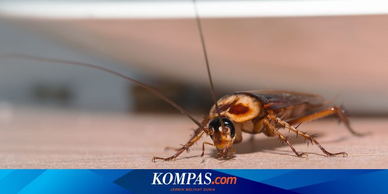 Cara Ampuh Mencegah Kecoak, Tikus, Rayap, dan Semut Masuk Rumah - Vimarsana News