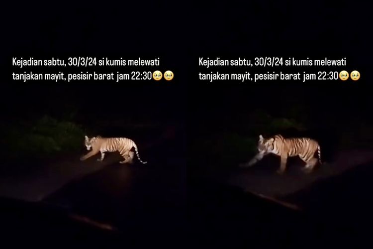 Kolase bidik layar video yang dibagikan akun Instagram Rifa pada Minggu (31/3/2024) pagi. Video itu menayangkan seekor harimau sumatera melintas di jalinbar wilayah Kabupaten Pesisir Barat.