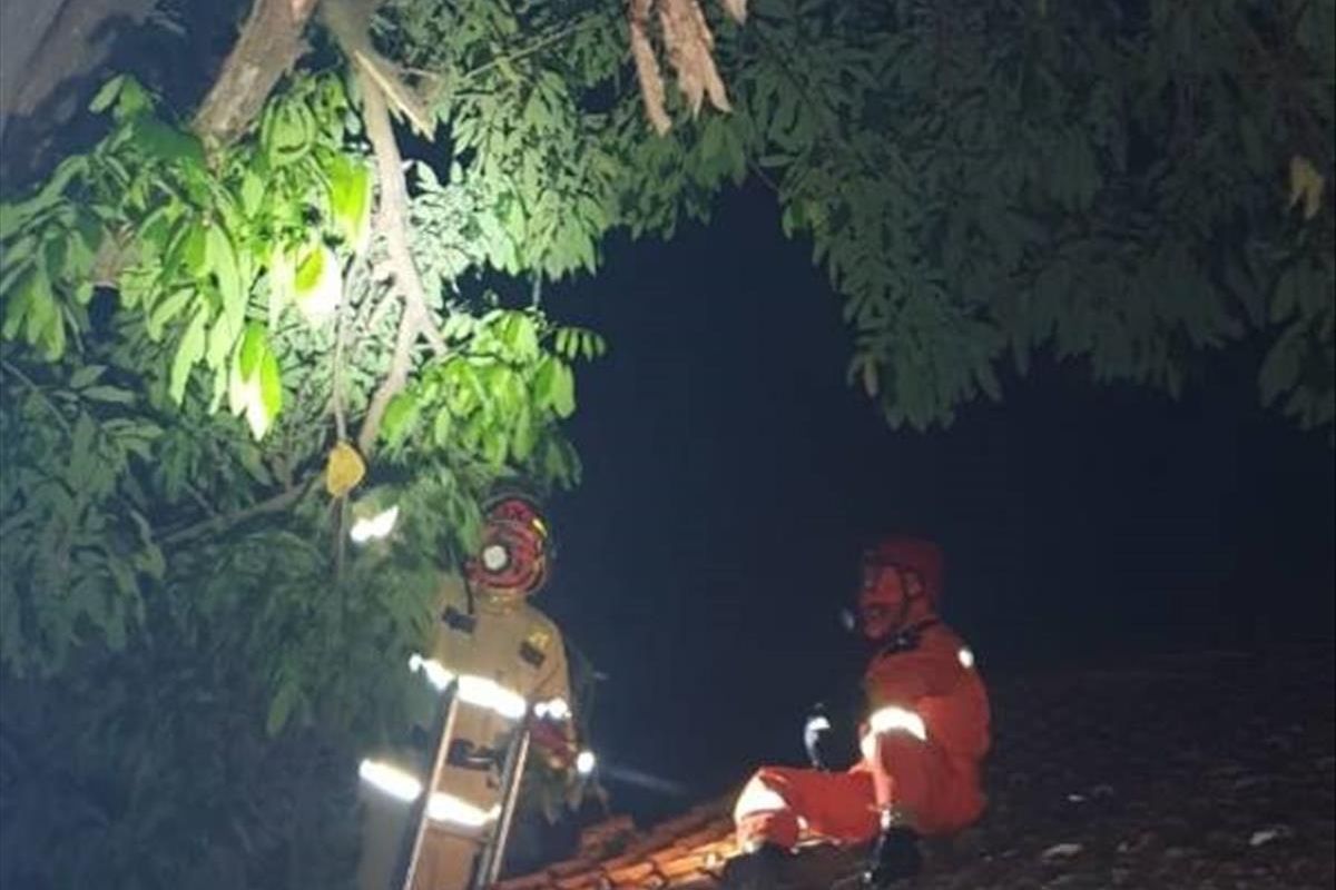 Petugas pemadam kebakaran Jakarta Timur tengah mengevakuasi sarang tawon yang berada di pohon.