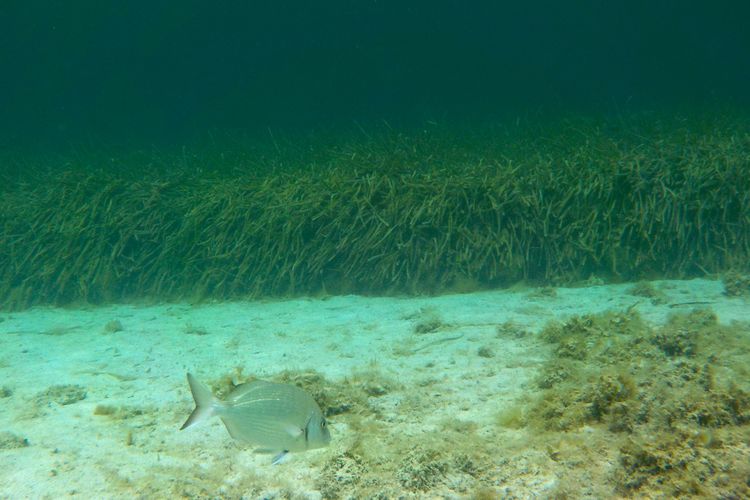 Lamun Posidonia oceanica di Laut Mediterania terancam pariwisata massal. Jangkar kapal bisa menghancurkan simpanan karbon ribuan tahun.