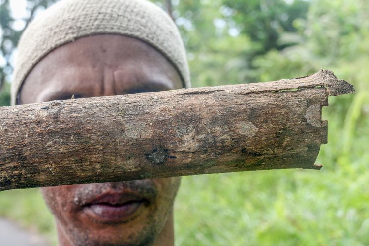 Pekerja menunjukkan bahan baku kulit kayu pohon terap (Artocarpus odoratissimus) di Tarakan, Kalimantan Utara. 