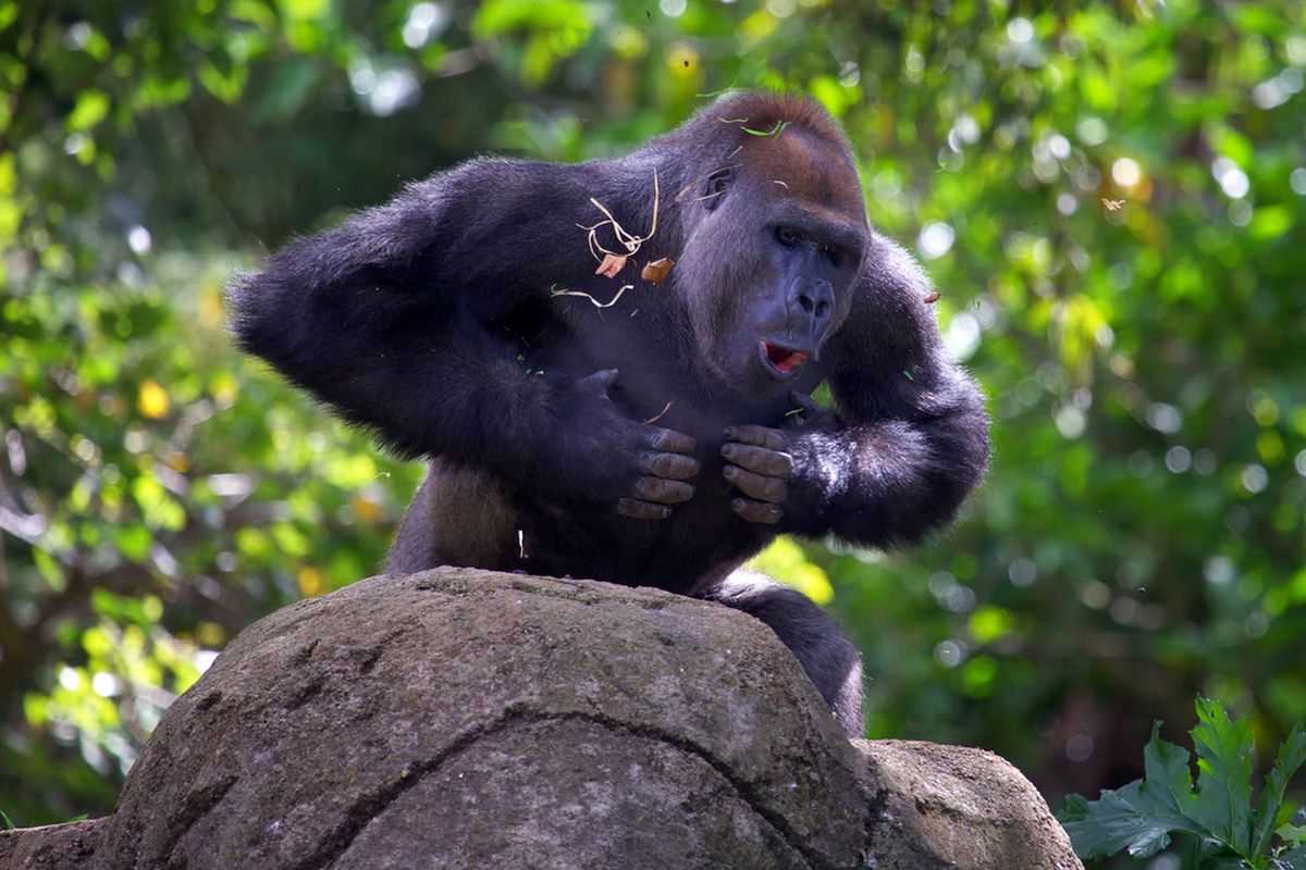 Ilustrasi gorila gunung memukul dada. Umumnya, perilaku memukul dada dilakukan gorila jantan silverback, yakni pejantan yang memimpin sebuah kelompok.