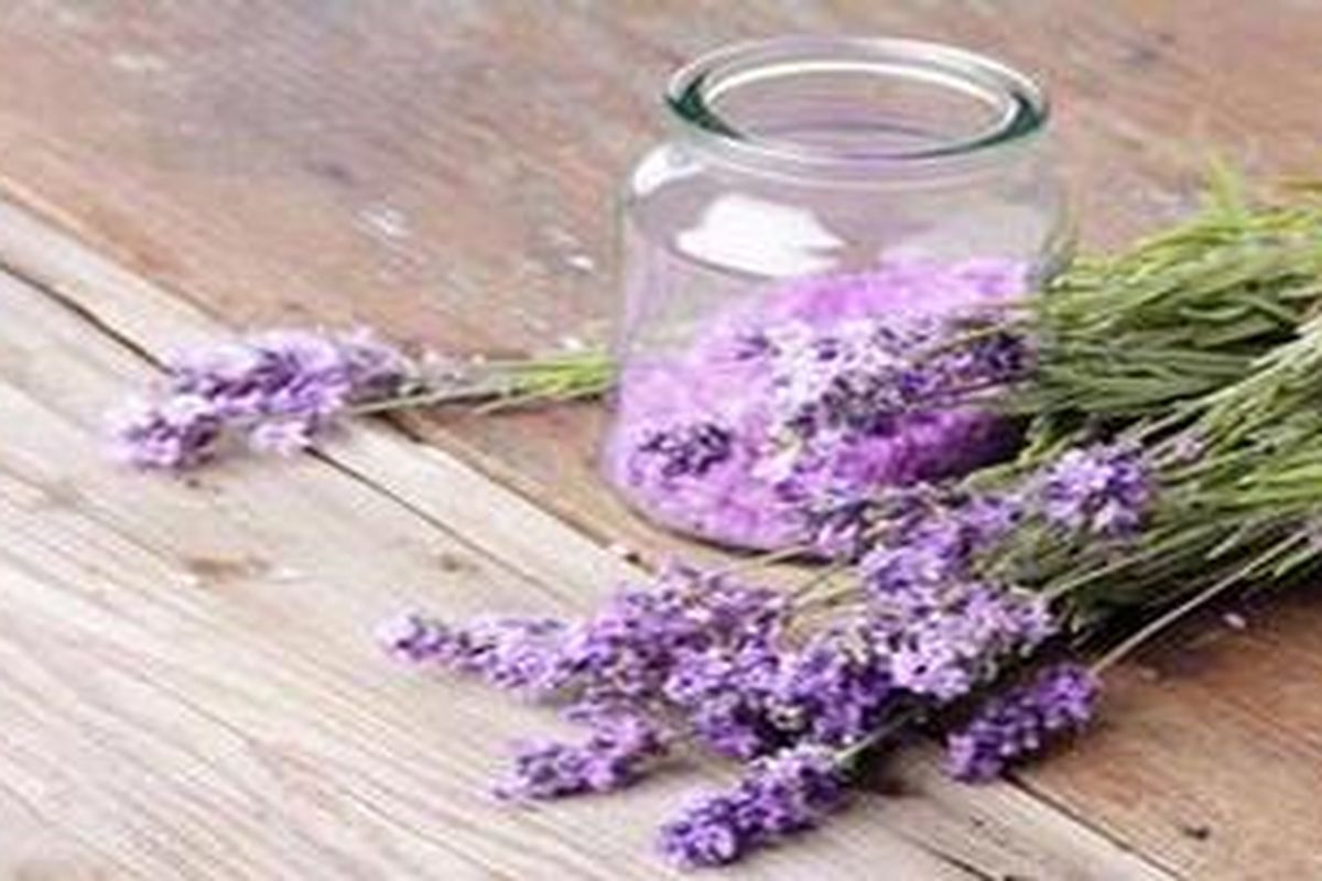 Bunga lavender adalah salah satu penghasil minyak esensial yang berkhasiat menenangkan.