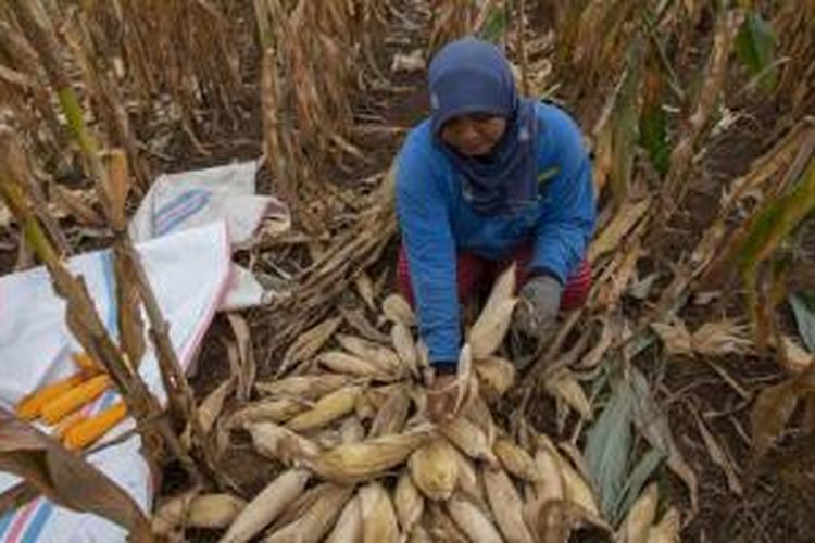 Petani memanen jagung hibrida P27 Gajah di Lombok Timur, Nusa Tenggara Barat, Rabu (18/3/2015). Jagung hibrida menjadi salah satu produk pangan unggulan di Lombok. KOMPAS IMAGES/KRISTIANTO PURNOMO