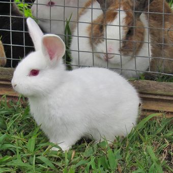 Ilustrasi kelinci peliharaan, kandang kelinci. 