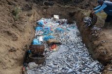 Harga Anjlok dan Cold Storage Tak Memadai, Nelayan di Aceh Terpaksa Buang 3 Ton Ikan