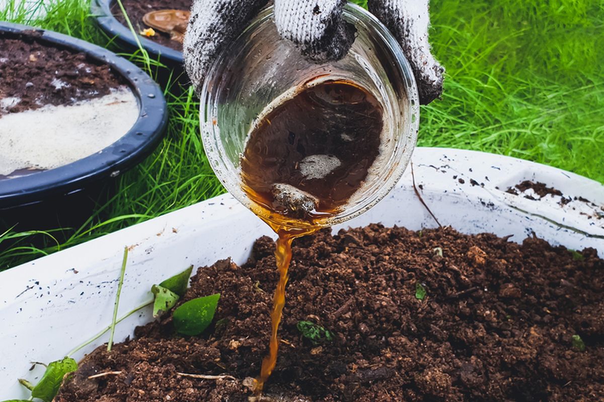 Ilustrasi pupuk organik cair.