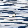 Antarctic Peninsula Warmest in Decades Due to Accelerating Ocean Warming