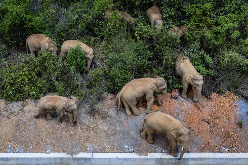 Begini Cara China Giring Pulang Kawanan Gajah yang Berkeliaran Ratusan Kilometer dari Habitatnya