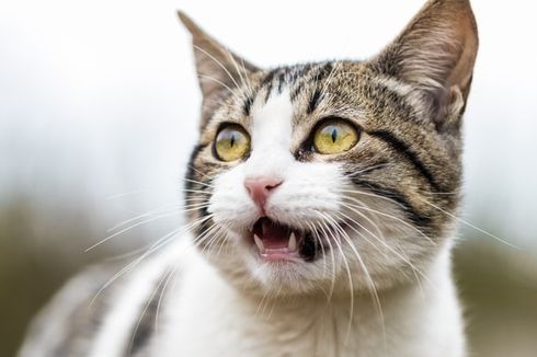 Mengapa Kucing Melingkari Kaki dan Menghalangi Jalan Pemiliknya?