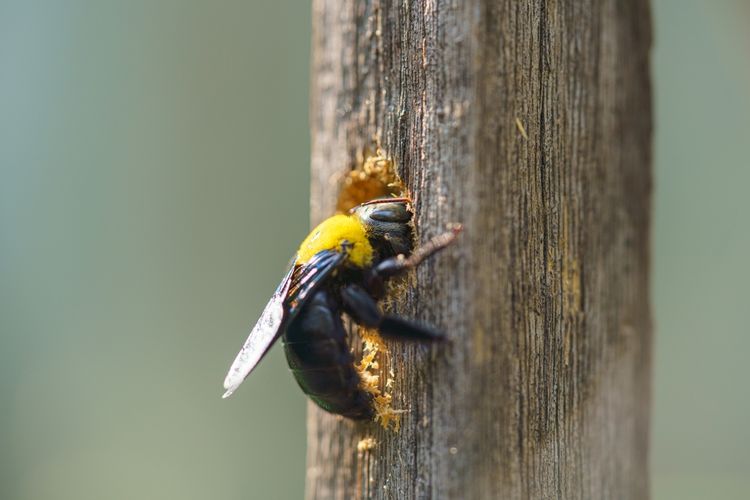 Ilustrasi lebah kayu atau carpenter bee. 