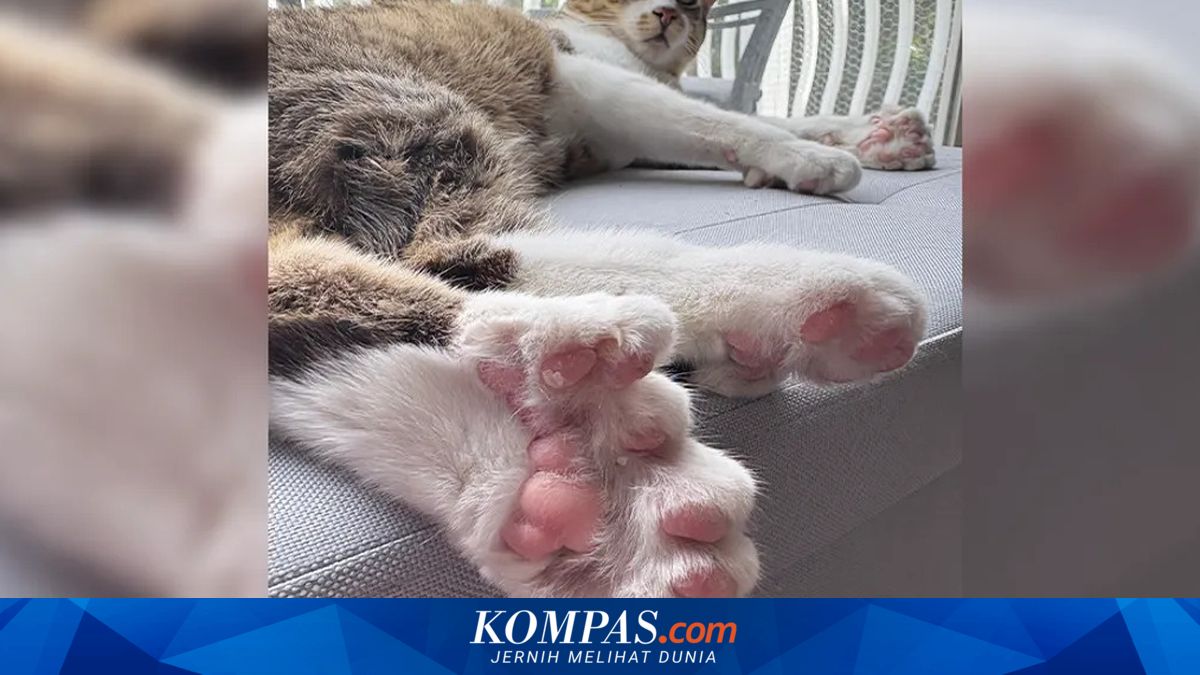 Toby si Kucing Punya 28 Jari Kaki, dan Ini Penjelasan Ilmiahnya