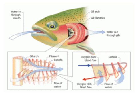 Fungsi dan Cara Kerja Organ Pernapasan Ikan