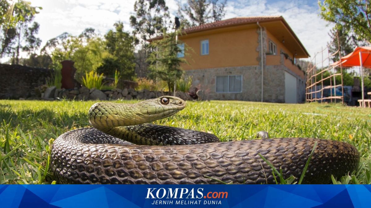 7 Hal yang Harus Dilakukan Saat Bertemu Ular, Jangan Lari atau Membunuhnya