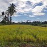 Kabar Baik, Kabupaten Muna di Sulawesi Tenggara Masuk Masa Panen Raya