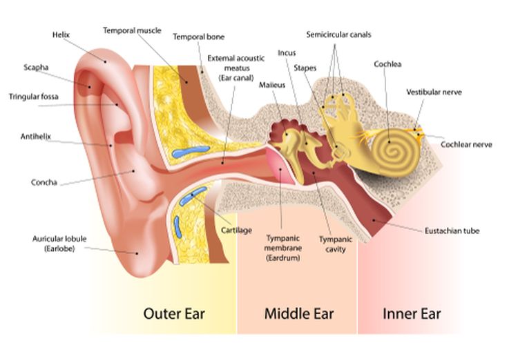 apa fungsi tulang pendengaran