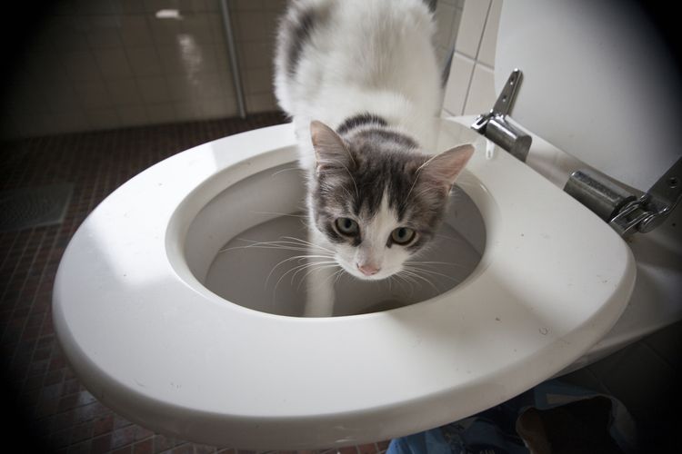 Ilustrasi kucing minum air dari kloset.