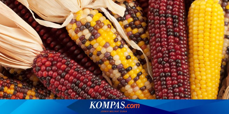 Makna Jagung Bagi Masyarakat Asli Amerika, Bukan Sekadar Makanan Halaman  All - Kompas.com