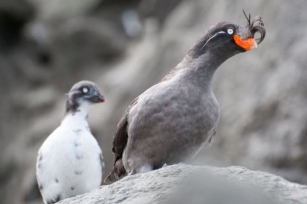 Burung laut Crested Auklets 