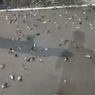 BKSDA: Kawanan Burung Pipit di Bandara Ngurah Rai Bali Mati akibat Tersambar Petir