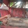 Mangsa 70 Ekor Unggas Selama 3 Bulan, Ular Piton Sepanjang 7 Meter di Cirebon Akhirnya Ditangkap