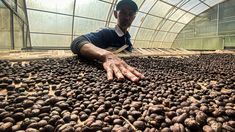 Dari Sungai ke Cangkir: Perjalanan Kopi Gununghalu Bergerak Bersama Menembus Dunia