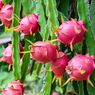 Cara Menanam Buah Naga di Pot agar Cepat Berbuah