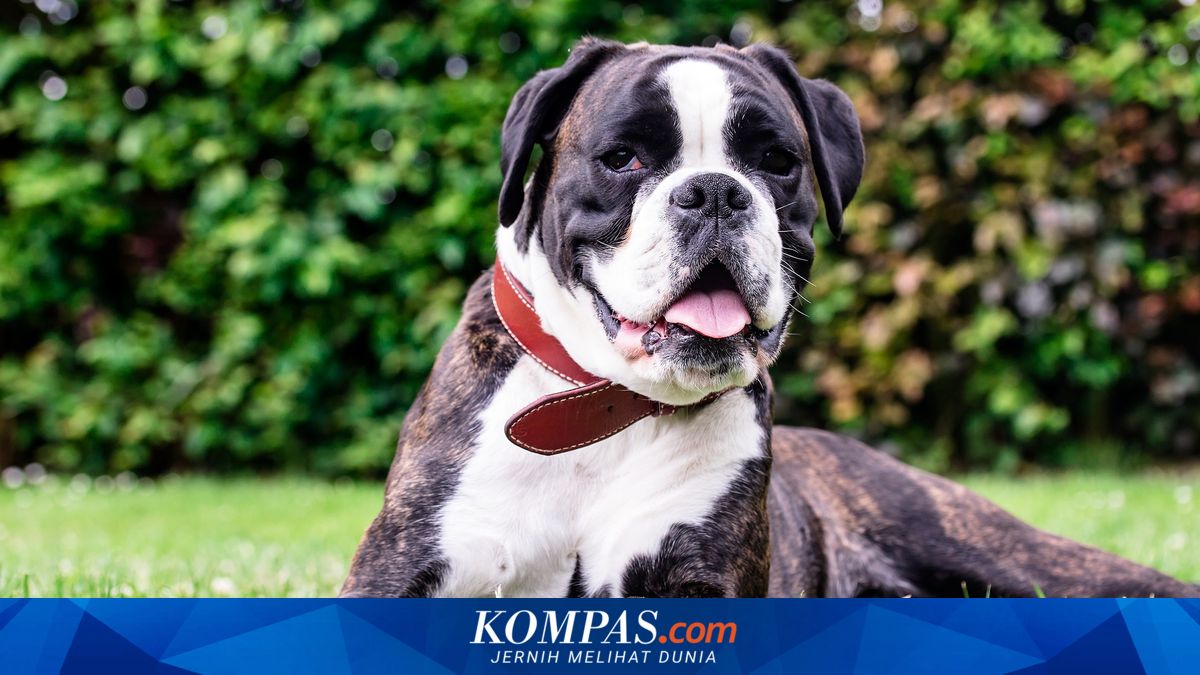 5 Ras Anjing yang Suka Bermain, Apa Saja?