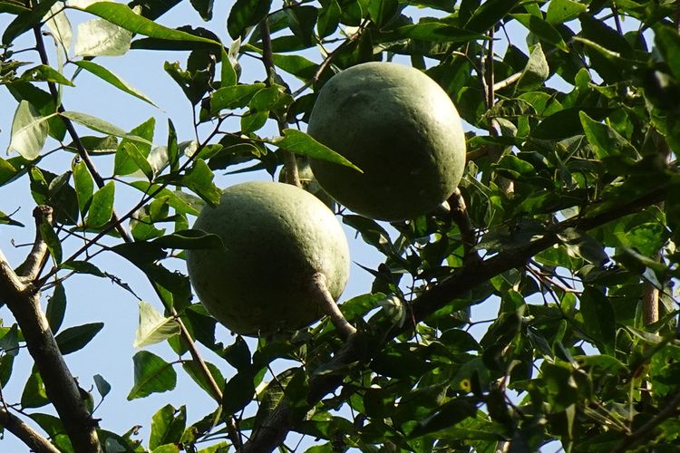 Ilustrasi tanaman maja, buah maja. 