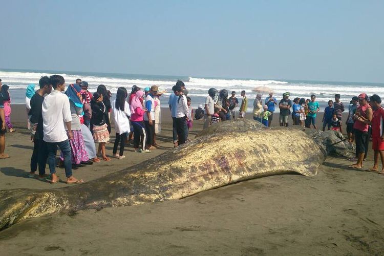 Warga menonton bangkai paus berukuran panjang 20 meter yang terdampar di Pantai Bunton, Kecamatan Adipala, Cilacap, Jawa Tengah, Rabu (7/6/2017).