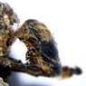 Seperti Apa Mumi Lebah dari Zaman Firaun yang Ditemukan di Portugal?