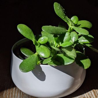 Ilustrasi tanaman giok atau jade plant. 