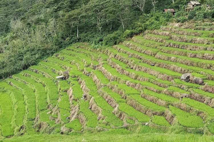 Sawah Kolot di Manggarai Timur, NTT